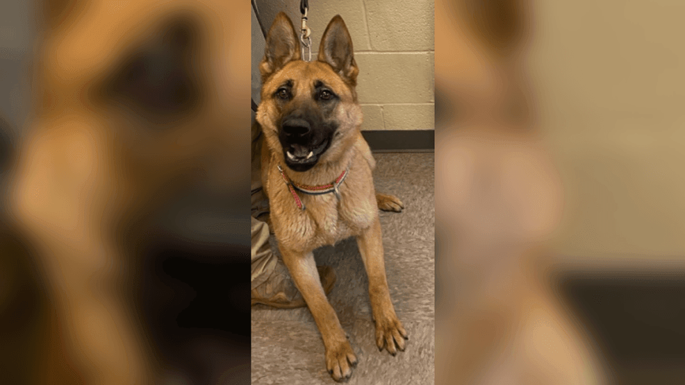 CBP K-9 targeted? Minnesota kennel worker writes anti–ICE message on feeding chart: DHS (Photo courtesy of DHS)