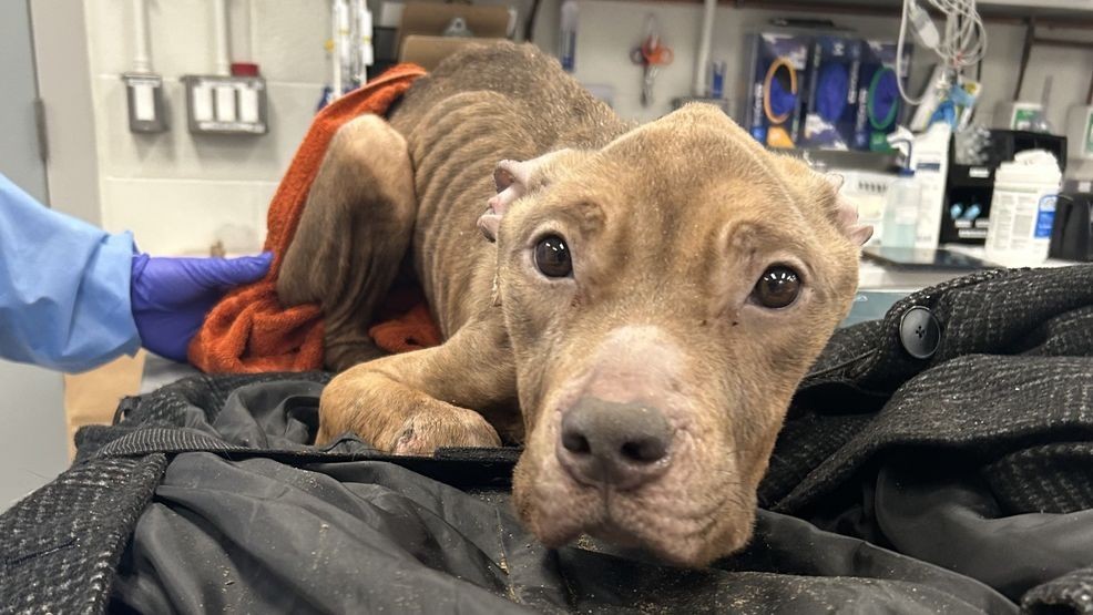 Dolly rests in the ICU at Angell Animal Medical Center in Massachusetts. (Photo: MSPCA-Angell)
