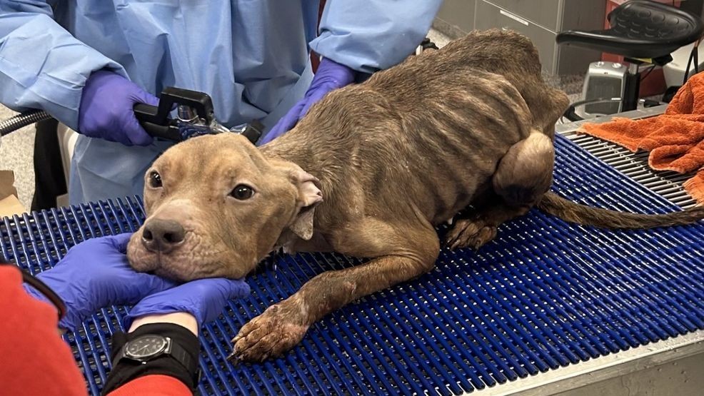 Dolly receives treatment in the ICU at Angell Animal Medical Center in Massachusetts. (Photo: MSPCA-Angell)