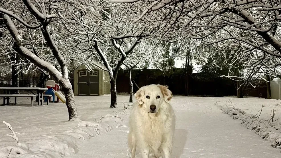 Snow falls across the DMV. (Evan Fallor/Chime In){p}{/p}
