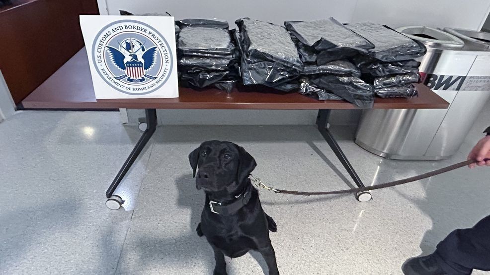 Ozzy, a 3-year-old male American Black Labrador, alerted to the Baltimore man's bag on March 19. (CBP Photo/Handouts)
