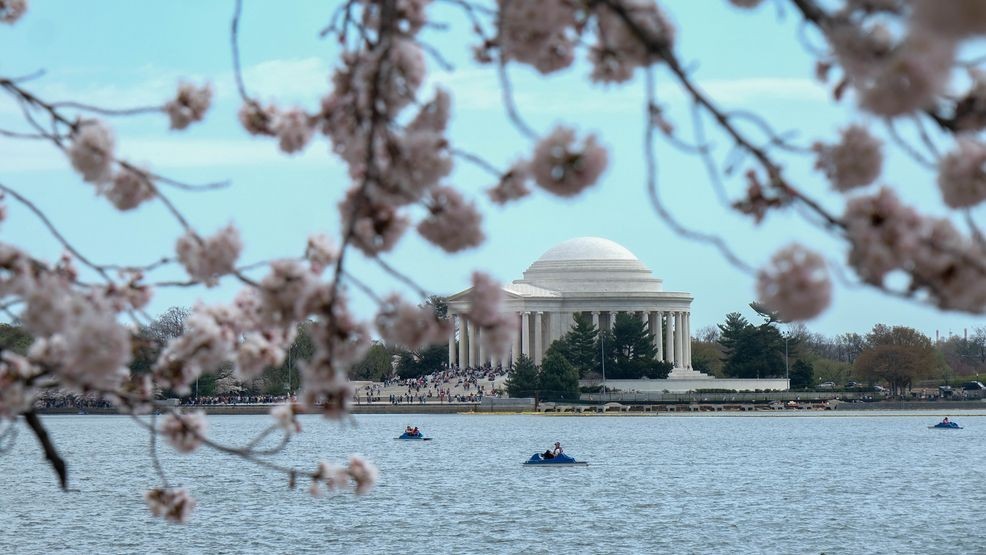 Cherry blossoms reach peak bloom around the D.C. Tidal Basin on March 28, 2025. (Winston Rogers/ 7News)