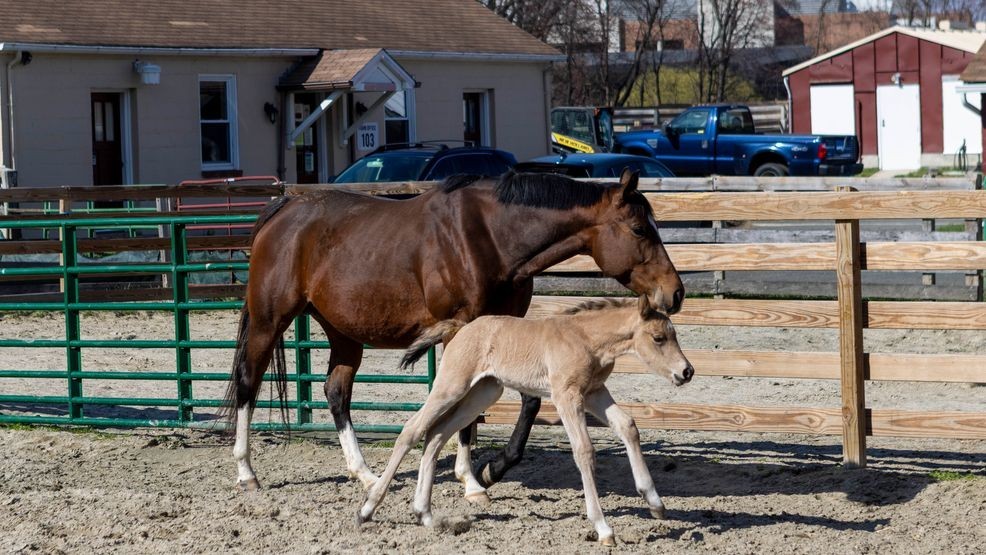 Baby horse "Charm" was born on March 15, 2026, on University of Maryland's Campus Farm. This photo was taken on March 19, 2026. (Photo by Dylan Singleton/University of Maryland)