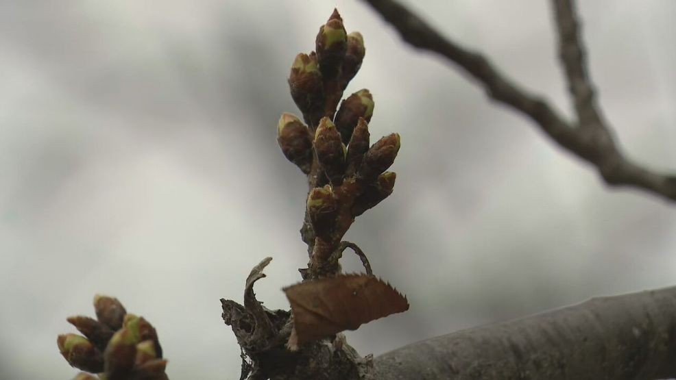 Cherry Blossoms along D.C.'s Tidal Basin reach Stage 1 on March 11, 2026. (Matt Kady/7News){p}{/p}