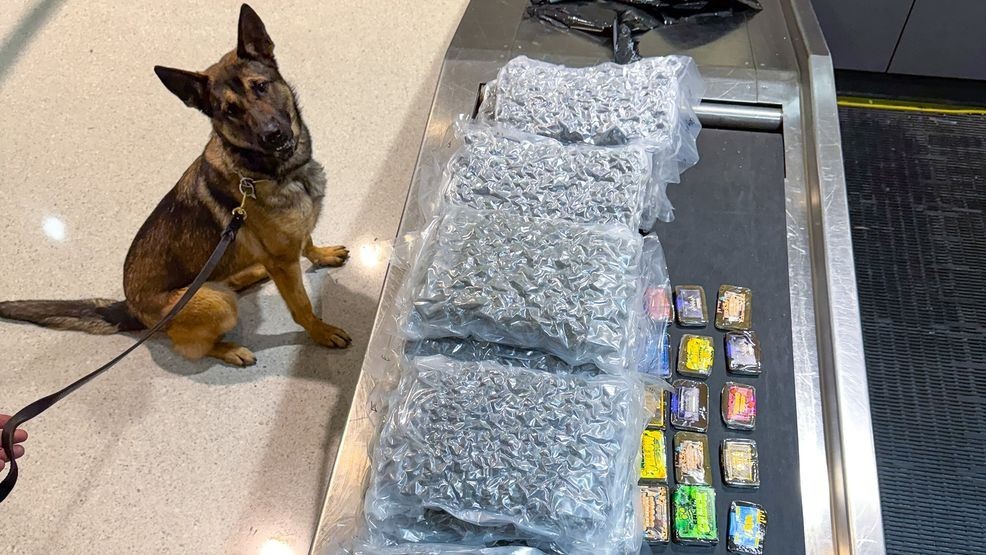 Letti, a nearly two-year-old female German Shepherd, alerted to the California couple's bag on March 11. (CBP Photo/Handouts)