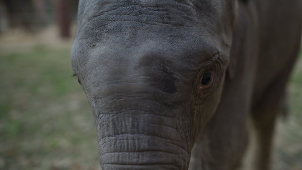 D.C.'s Smithsonian National Zoo has announced that its Asian elephant calf, Linh Mai, will make her long-awaited public debut on April 22, coinciding with Earth Day. (Smithsonian’s National Zoo and Conservation Biology Institute)
