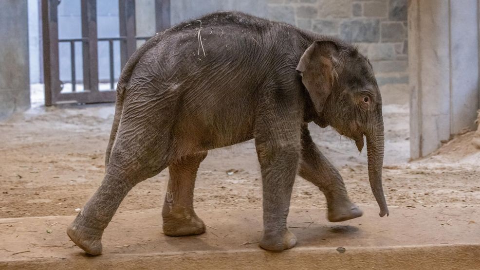 Asian elephant calf Linh Mai will make her public debut at Smithsonian’s National Zoo and Conservation Biology Institute this Earth Day, April 22. She was born Feb. 2 to mother Nhi Linh and father Spike. (Brett Kuxhausen, Smithsonian’s National Zoo and Conservation Biology Institute)
