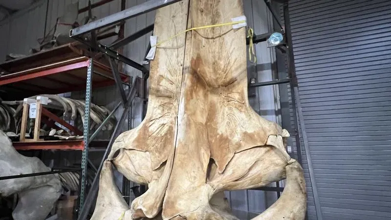 The skull bone of the largest whale. (7News/Megan Clarke)