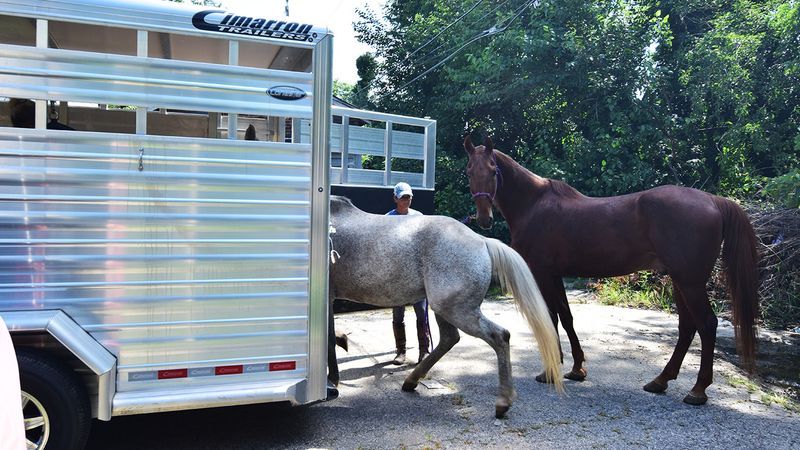 Representatives for Days End Farm Horse Rescue remove two horses from what police describe as inadequate housing in west Baltimore. (WBFF / Maggie Ybarra)