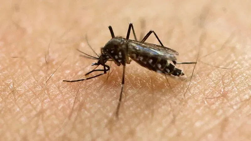 FILE - In this Jan. 18, 2016, file photo, a female Aedes aegypti mosquito, known to be a carrier of the Zika virus, acquires a blood meal on the arm of a researcher at the Biomedical Sciences Institute of Sao Paulo University in Sao Paulo, Brazil.  A report by the United Nations Development Program and the International Federation of Red Cross and Red Crescent Societies says the Zika virus epidemic is expected to have a significant short and long-term economic and social impact in the Americas. The report that focuses on Brazil, Colombia and Suriname was released on Thursday, April 6, 2017, in New York. (AP Photo/Andre Penner, File)
