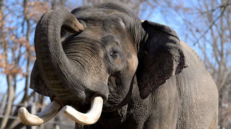 The Cincinnati Zoo has welcomed a 10,000-pound Asian elephant from the Saint Louis Zoo (Cincinnati Zoo)